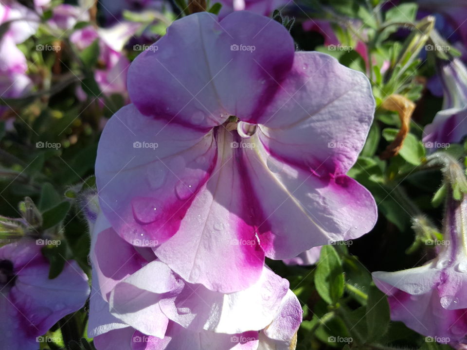 petunias