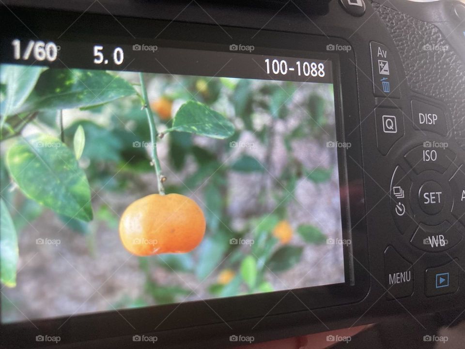 35mm mini orange picture 