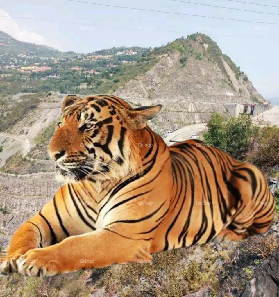 most beautiful and attractive tiger in the forest.