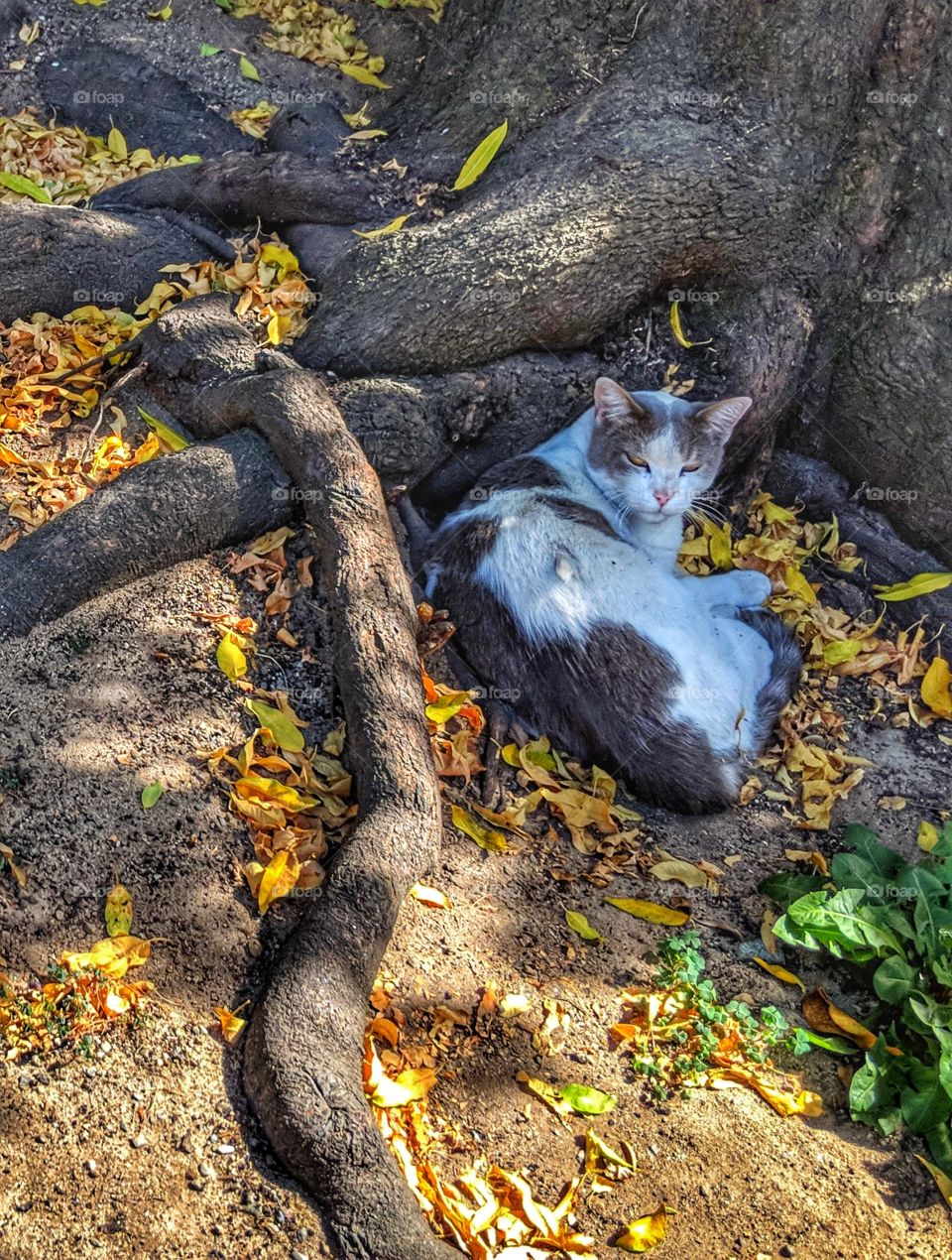 Cat Nap Among the Tree Roots