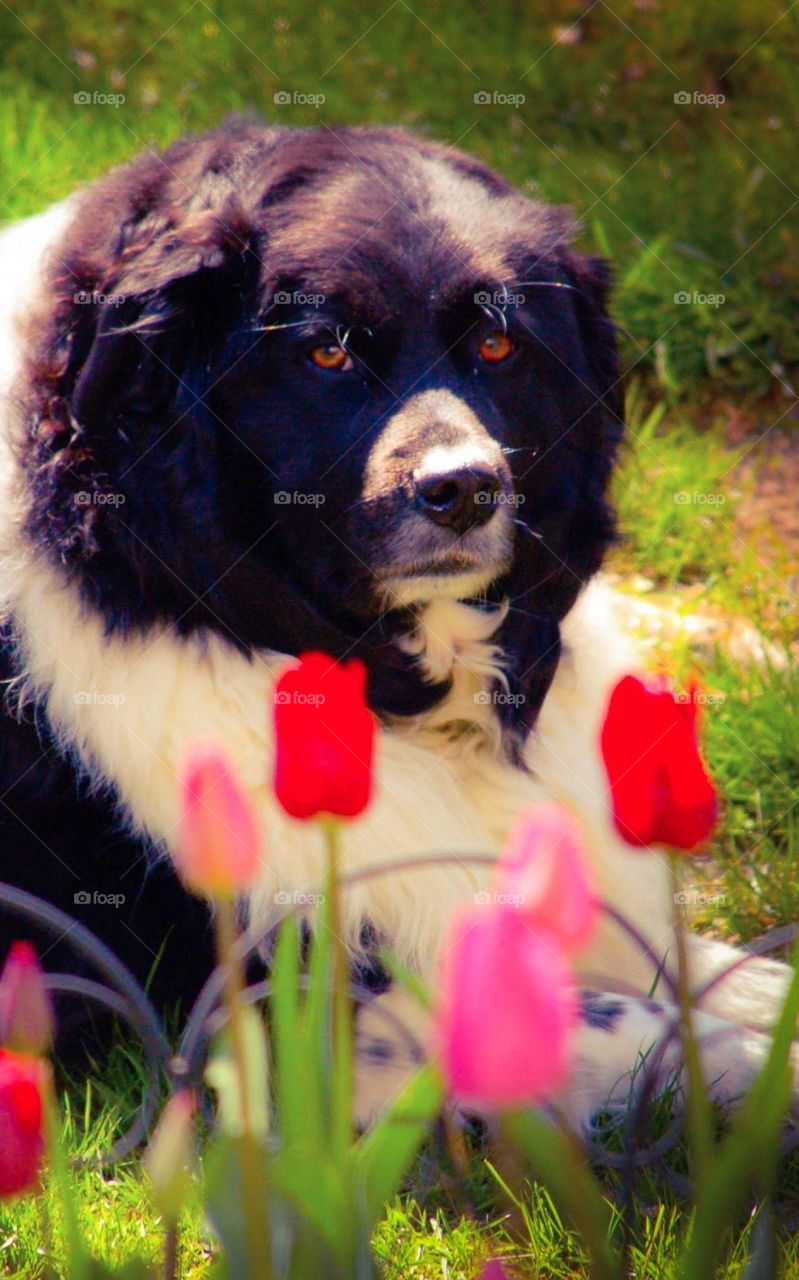 Dog with Tulips 2