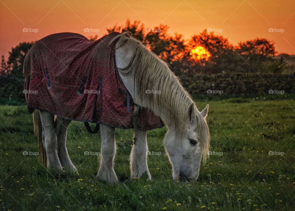 Grazing horse at sunset