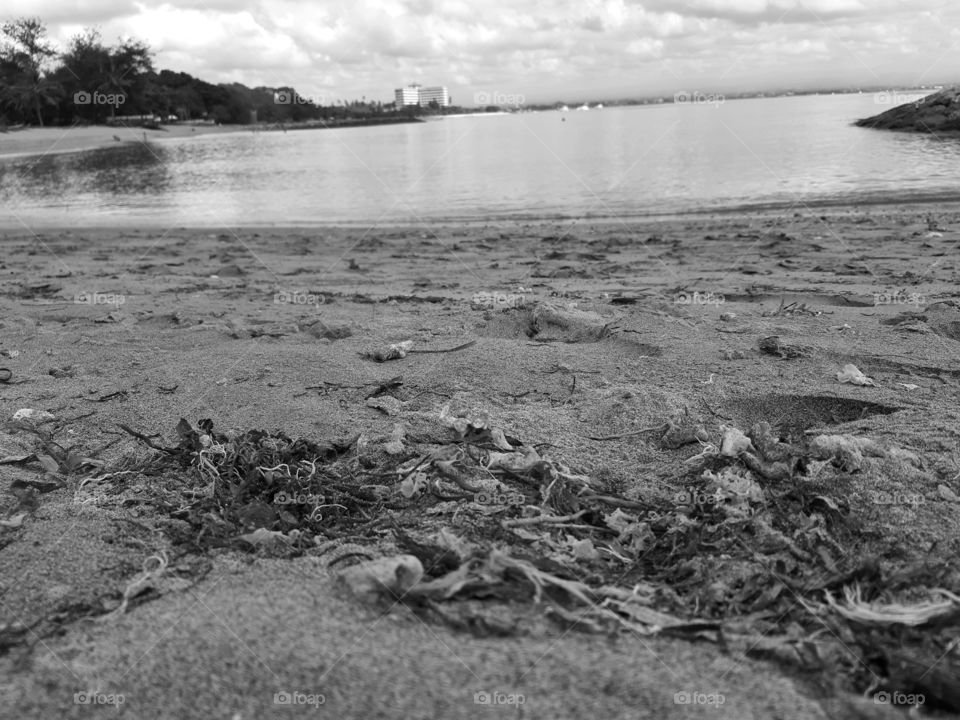 Monochrome style of seaweeds on the beach