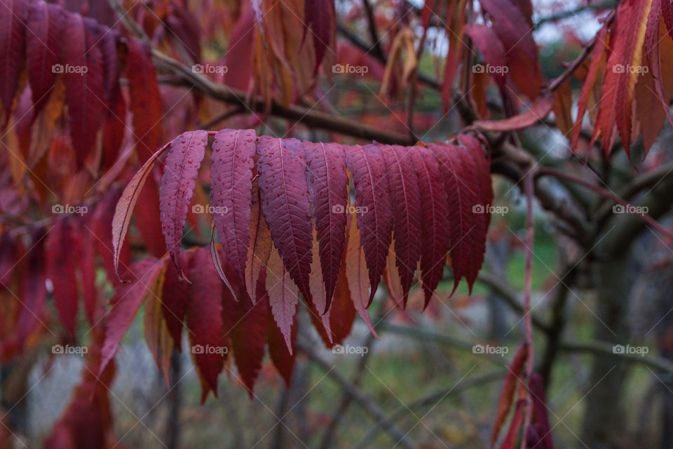 Red leaf. Romantic autumn leaves