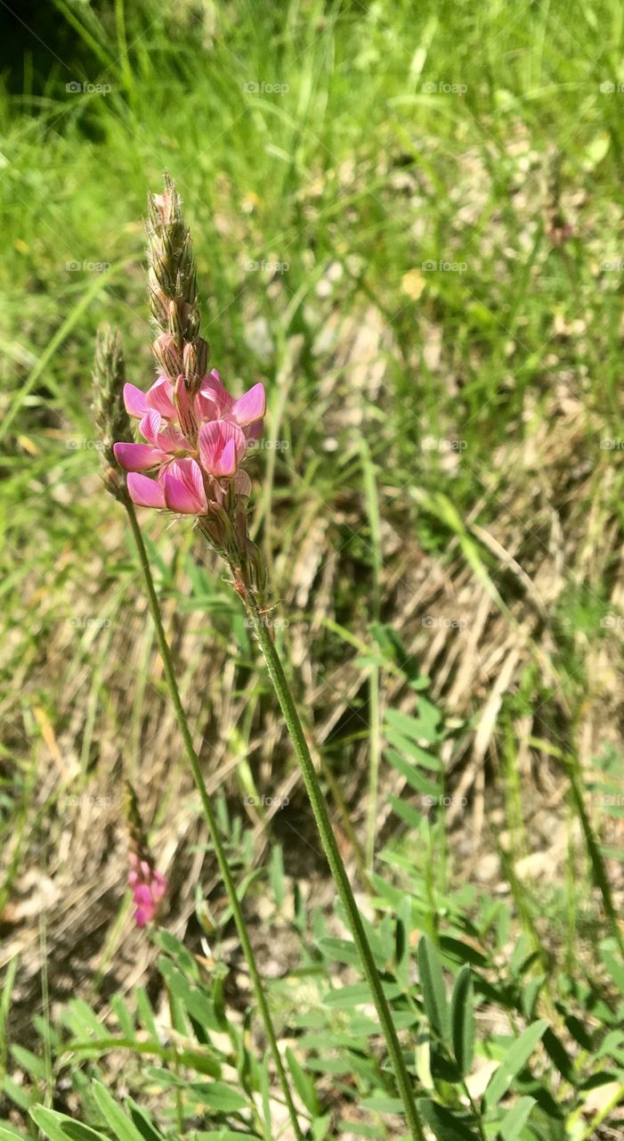  Pink Wild Mountain Flower