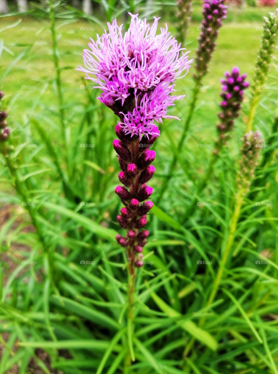 Beautiful summer flowers.