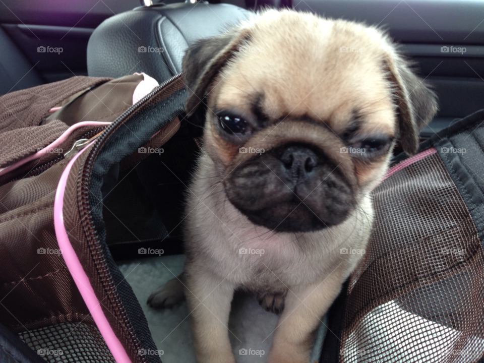 puppy pug groggy by melody