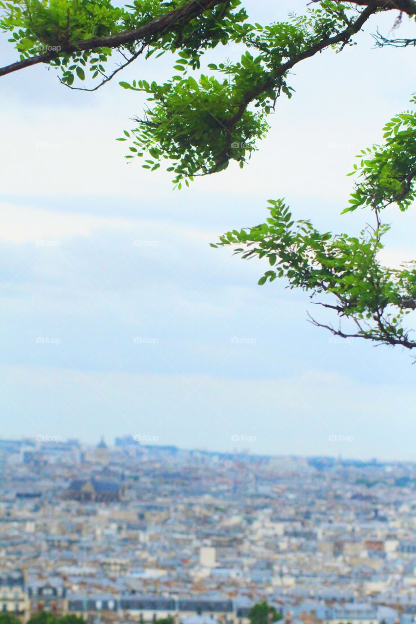 Cityscape depth Paris tree