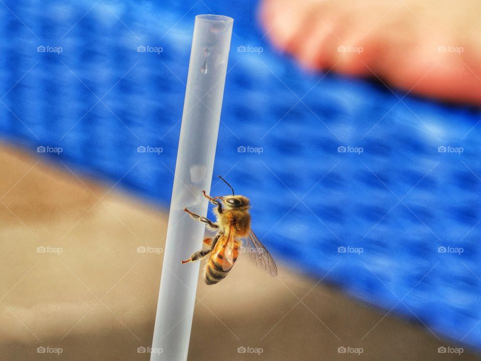 Bee Seeking Sugar