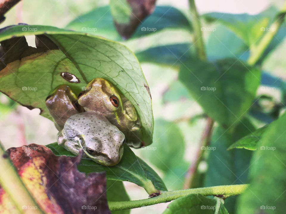 A family of 3 snuggled up under the leaves 