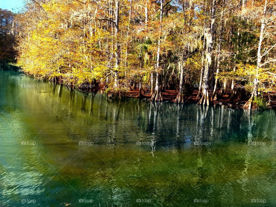 Cypress trees reflection in water