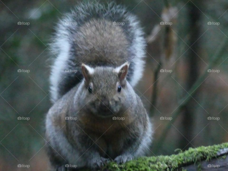 Squirrel 