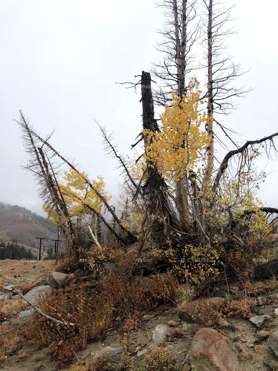 small Aspen trees and tree trunks on a misty mountain hike