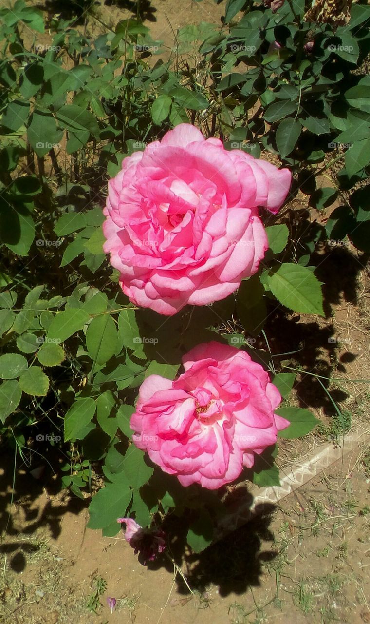 Two blooming pink big roses in garden
in sunny day