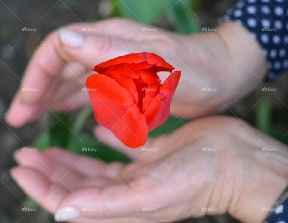 spring time red tulip flower growing and female hands, magic spring nature