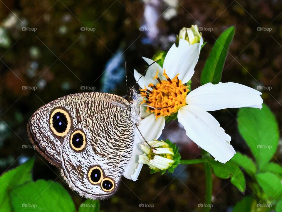 Beautiful and cute butterfly