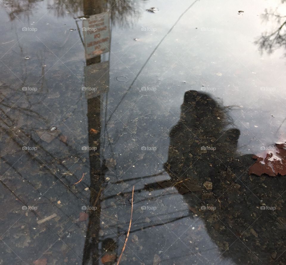 Dog reflection in rain puddle