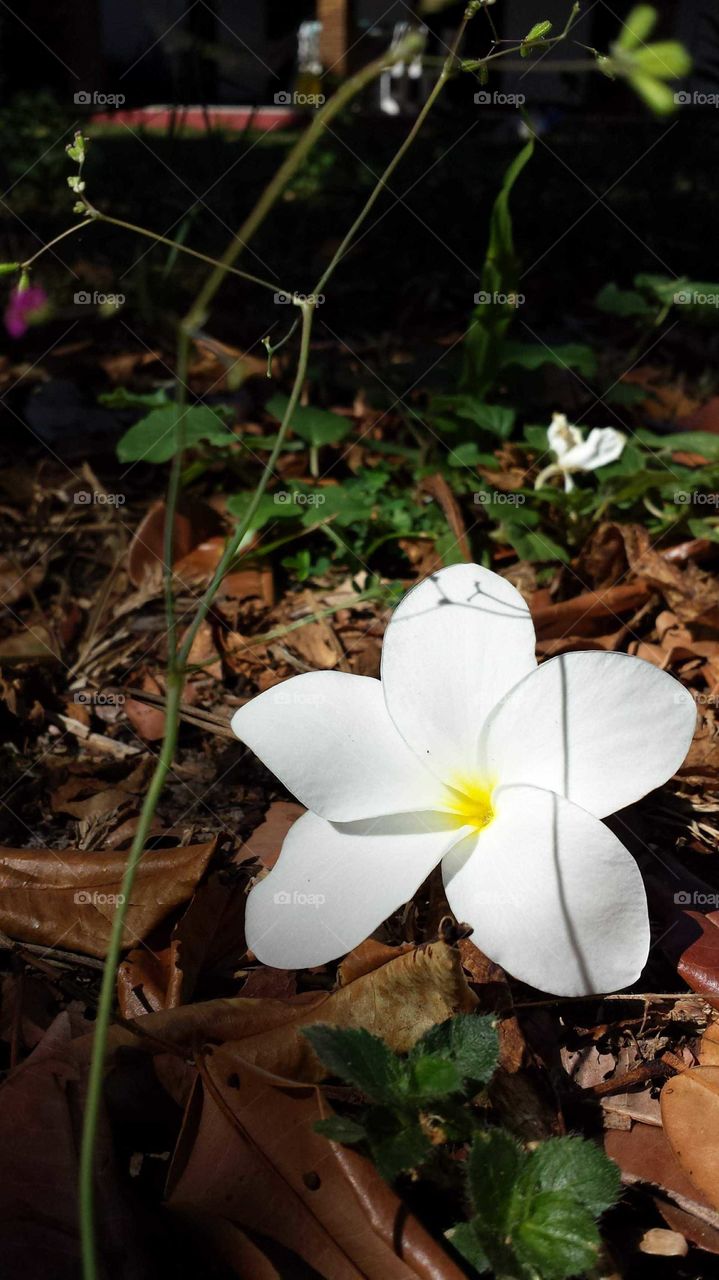 Uma flor