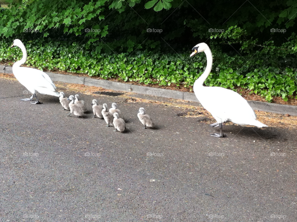 birds swan cygnets family walk by SirBluto