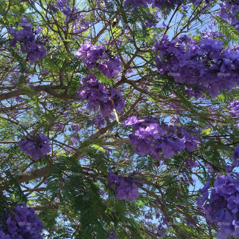 Purple Beauty. Purple flowers