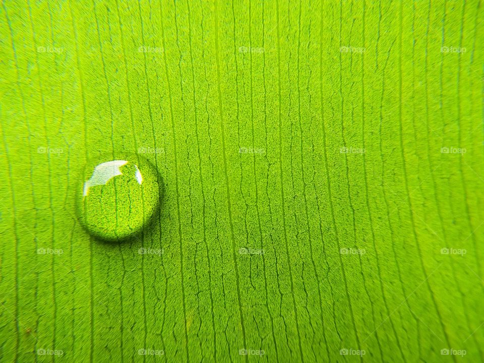 water drop on a green leaf. Natural background. Copy space