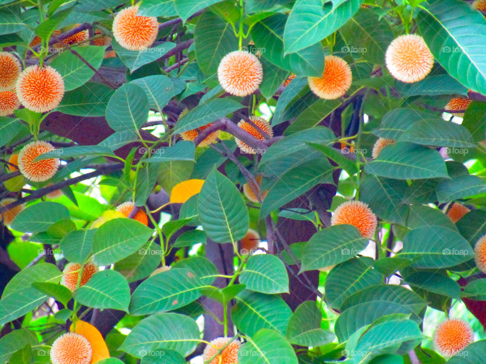 Neolamarckia cadamba, with English common names burflower-tree, laran, and Leichhardt pine, and called kadam locally, is an evergreen, tropical tree native to South and Southeast Asia.