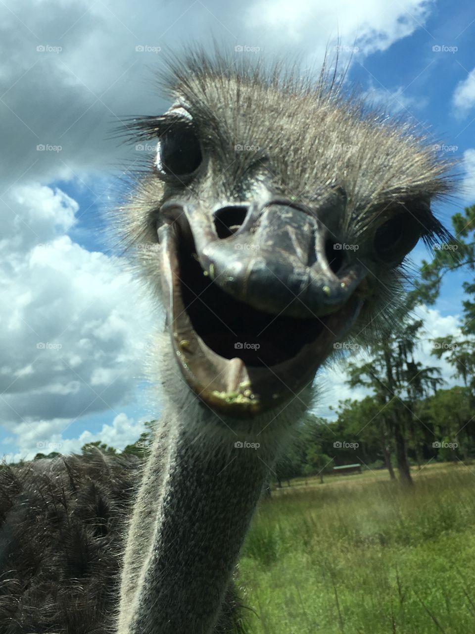 Up close and personal with an ostrich 
