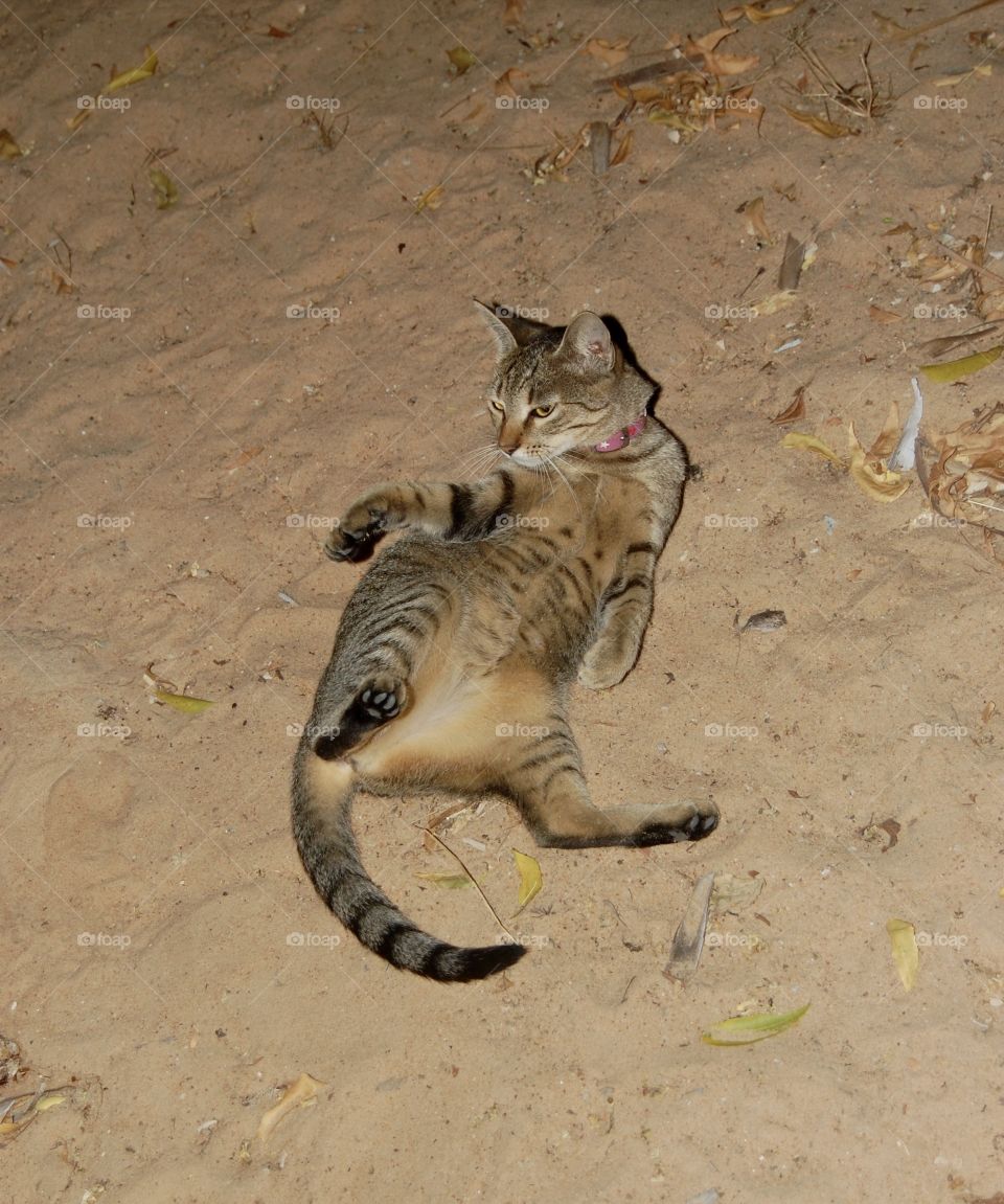 Cat playing in sand floor 