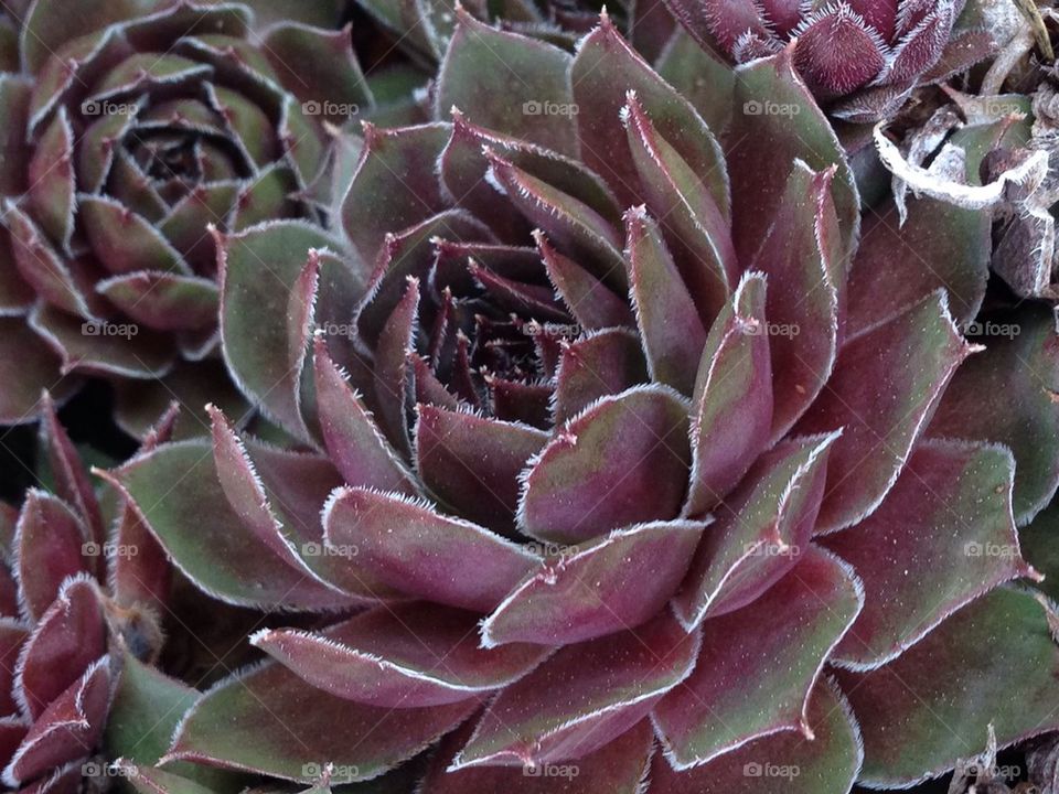 High angle view of succulent plant