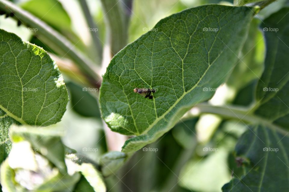 Insect on plants