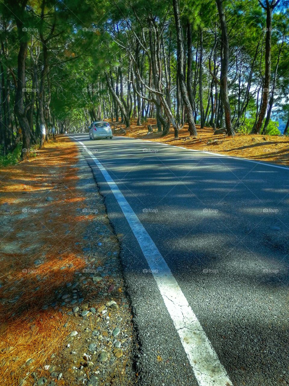 Beautiful highway in Forest lead to hill station MECLODGANG DHARASHLA at Himacha in India.