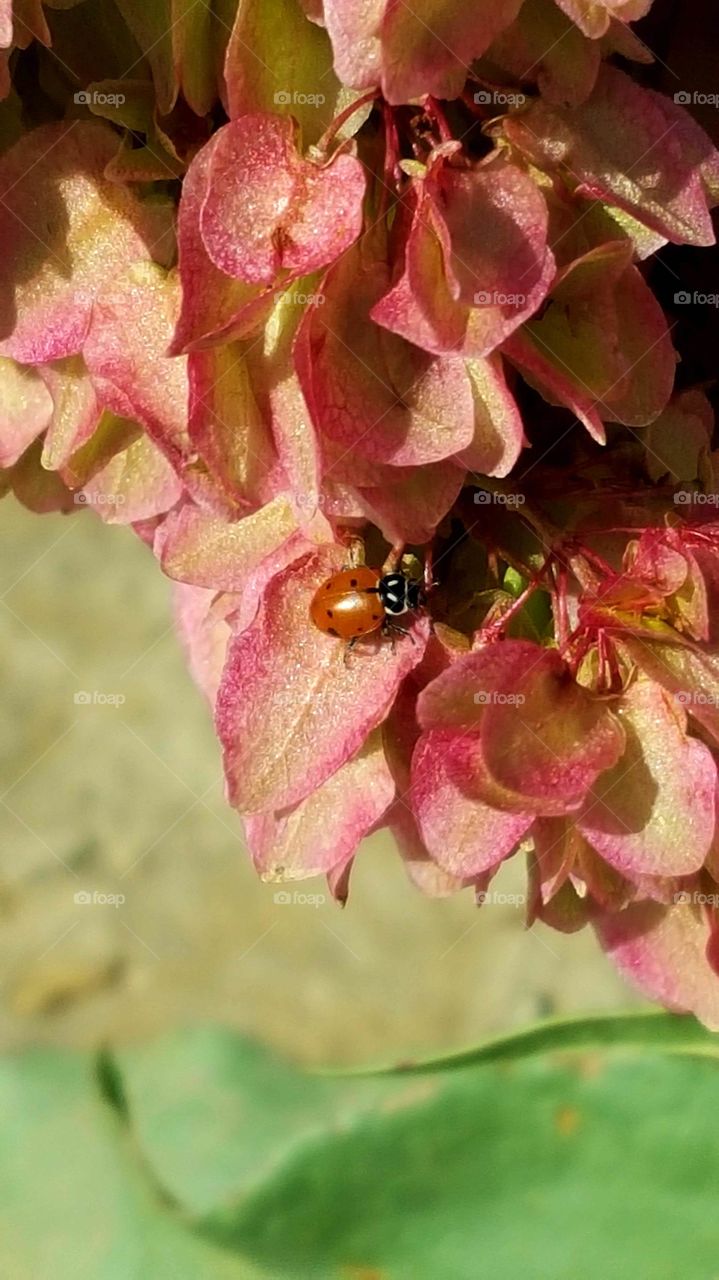 Ladybird Close-ups!