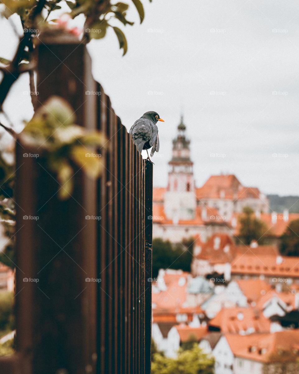 A black bird overlooking Cesky Krumlov 