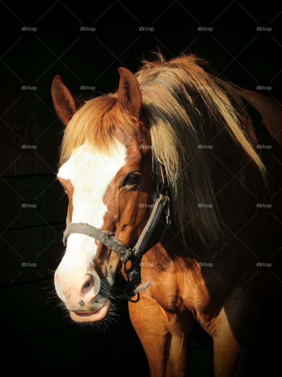 Chestnut mare with a blaze and black background