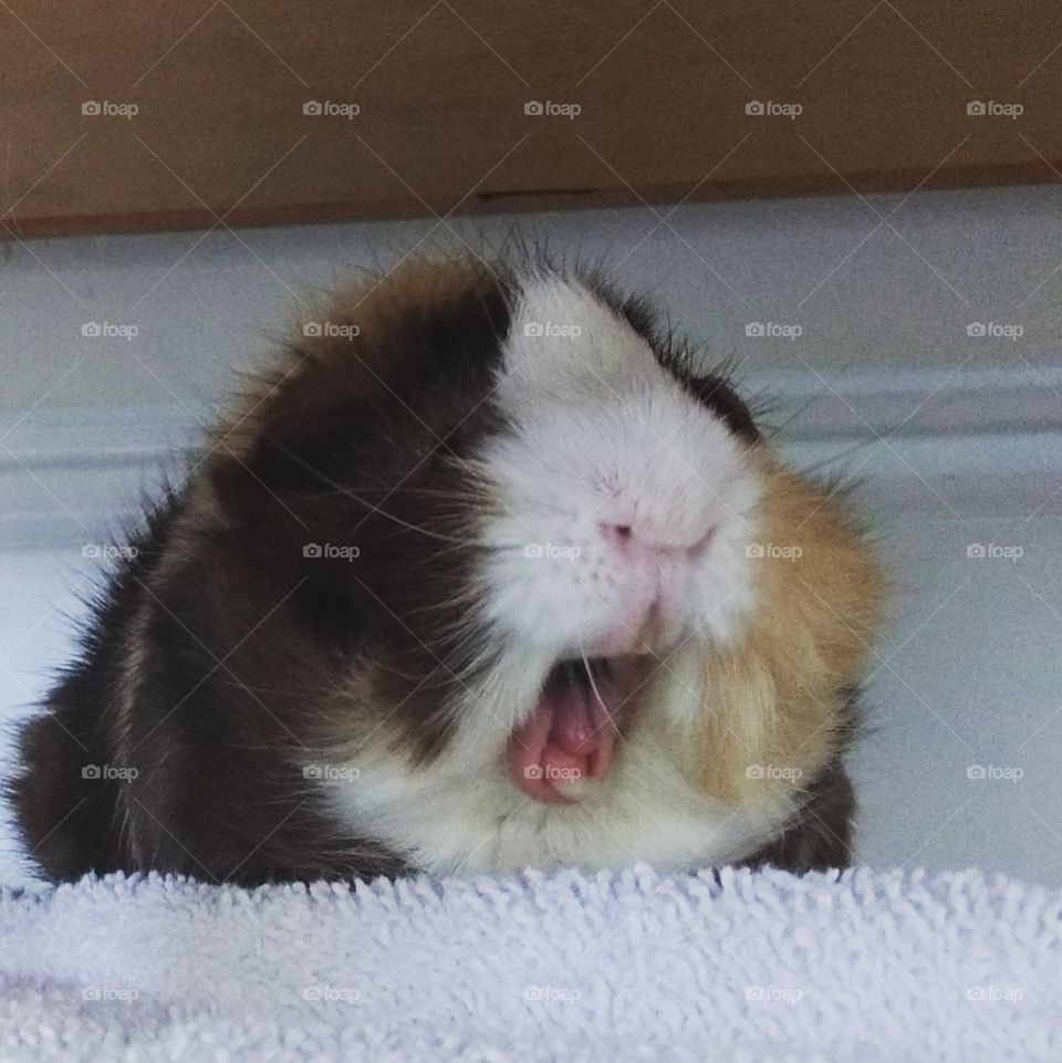 Yawning Guinea pig