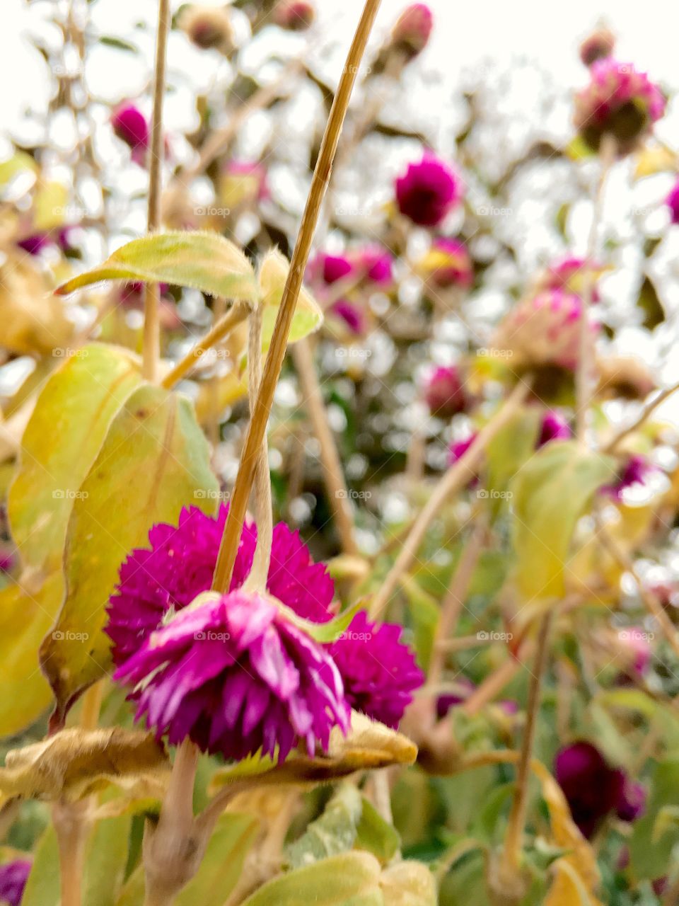 Flowers 