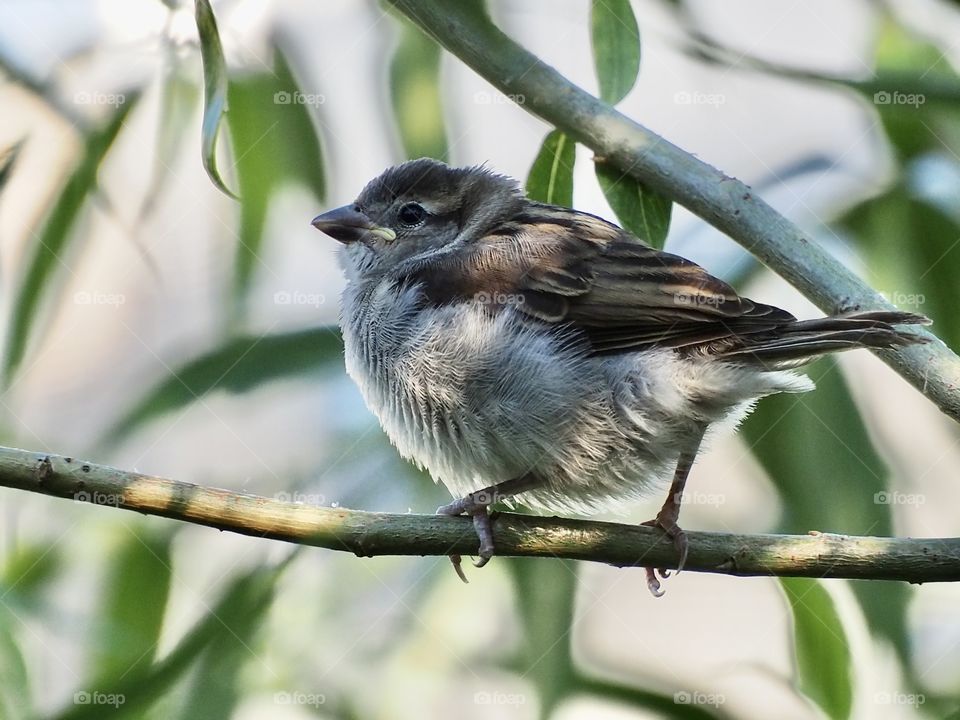 Young sparrow