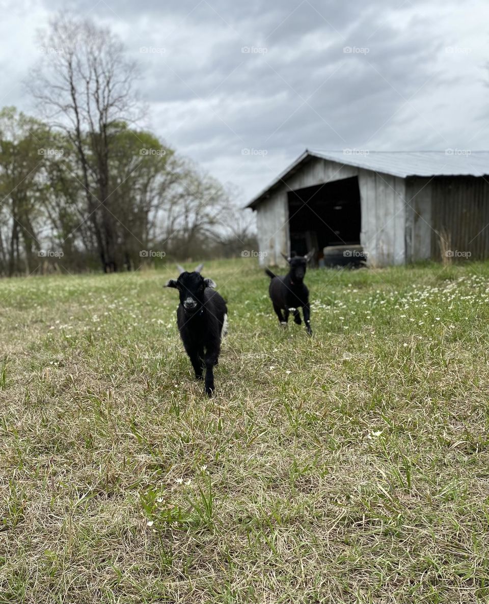 Two black goats walk through the grass and flowers, their barn behind them ; it’s a cloudy day