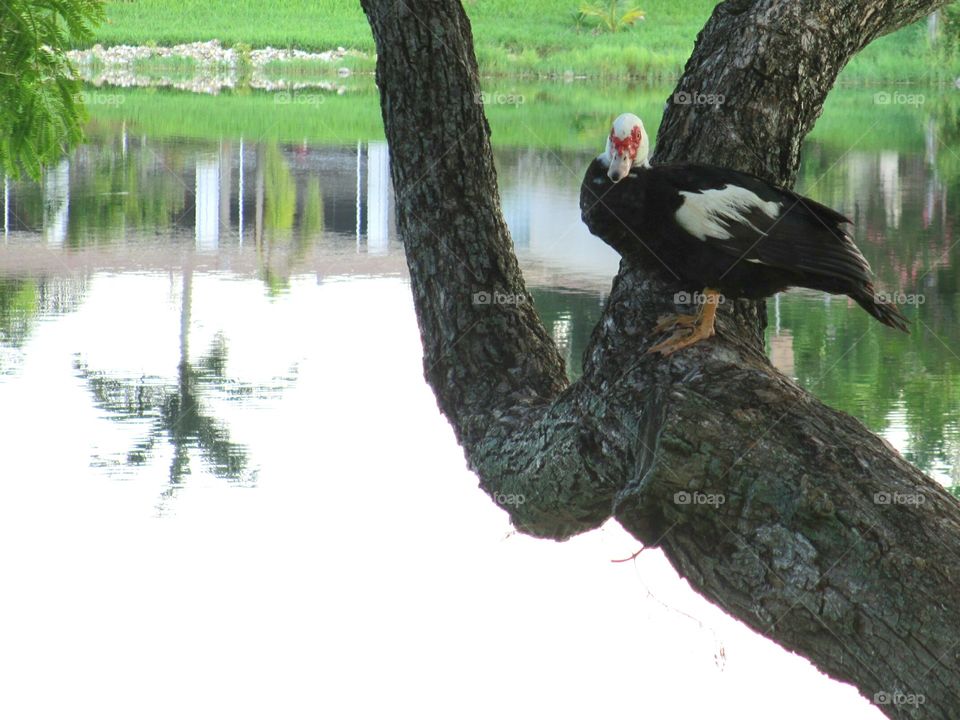 Muscovy Duck in tree. Muscovy duck in tree