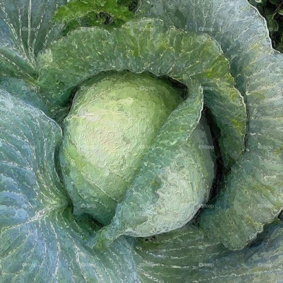 Cabbage 