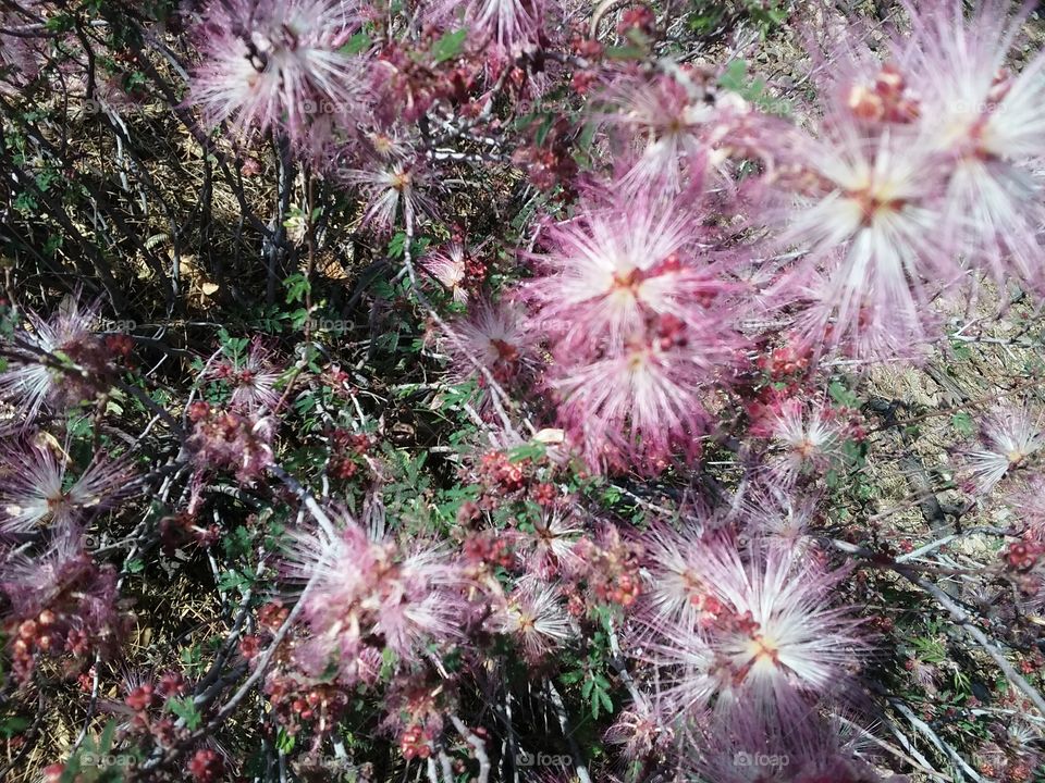 Pinl Desert Flowers Hairy
