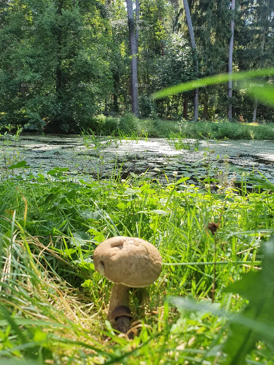 Mushroom