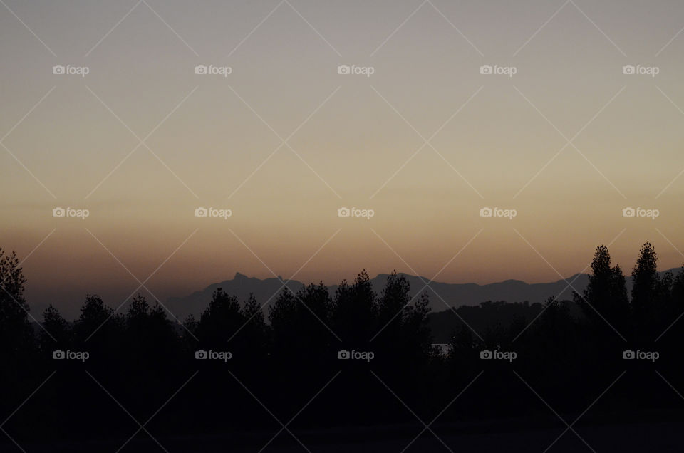 Silhouettes in the forest 
