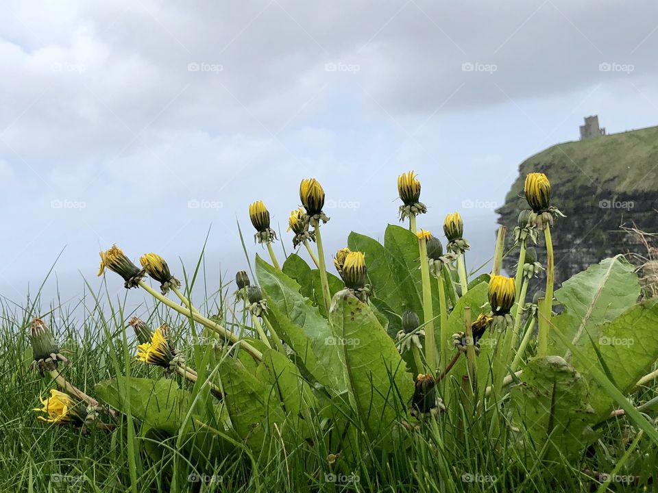 By the Cliffs of Moher ireland