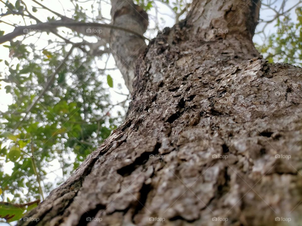 big tree
