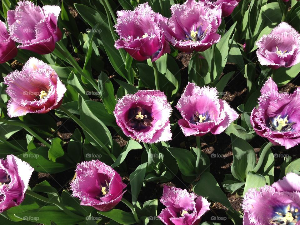 Type of Tulips. Type of Tulips in the garden