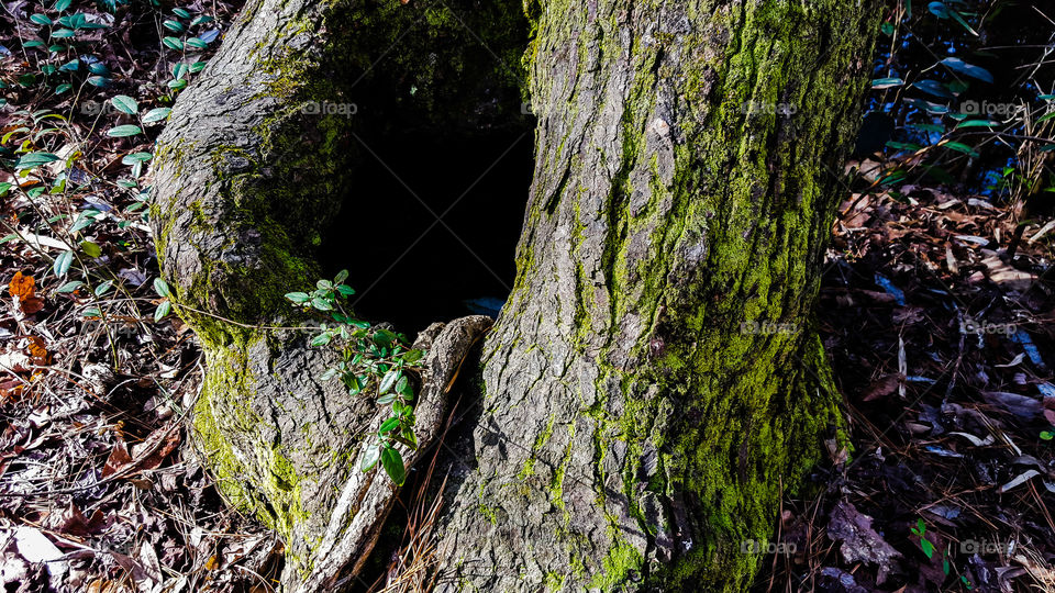 Nature, Wood, Moss, Tree, No Person