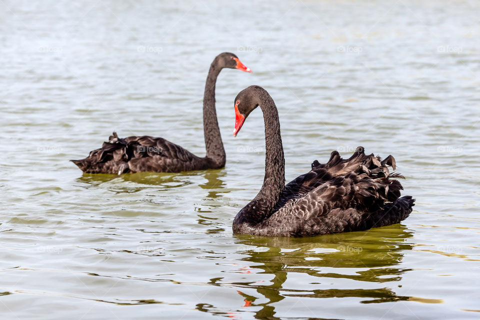 Pair of beautiful black swans in the lake