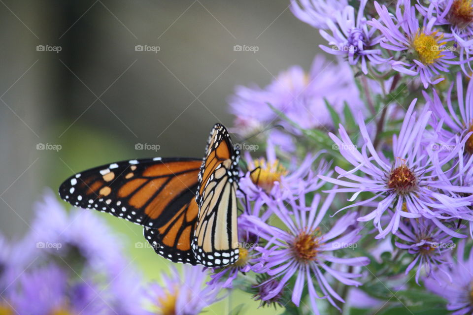 Butterfly on a purple flower