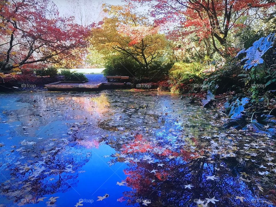 Park Japanese in America